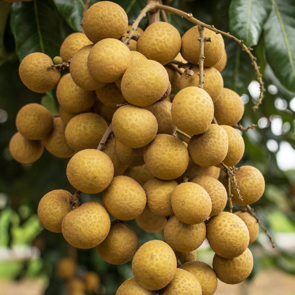 Live Longan Fruit Tree, Longan Tree Live Plant, 3 Gallon Pot, 2-3 Feet Tall, Sweet and Fragrant Fruit, Easy Care Outdoor Tree, No Ship to CA
