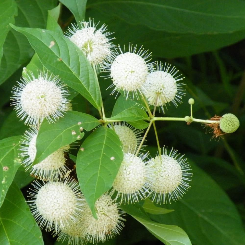 2 Buttonbush Plants Live, 1-2 Feet Height, White Button Bush Shrub for Planting