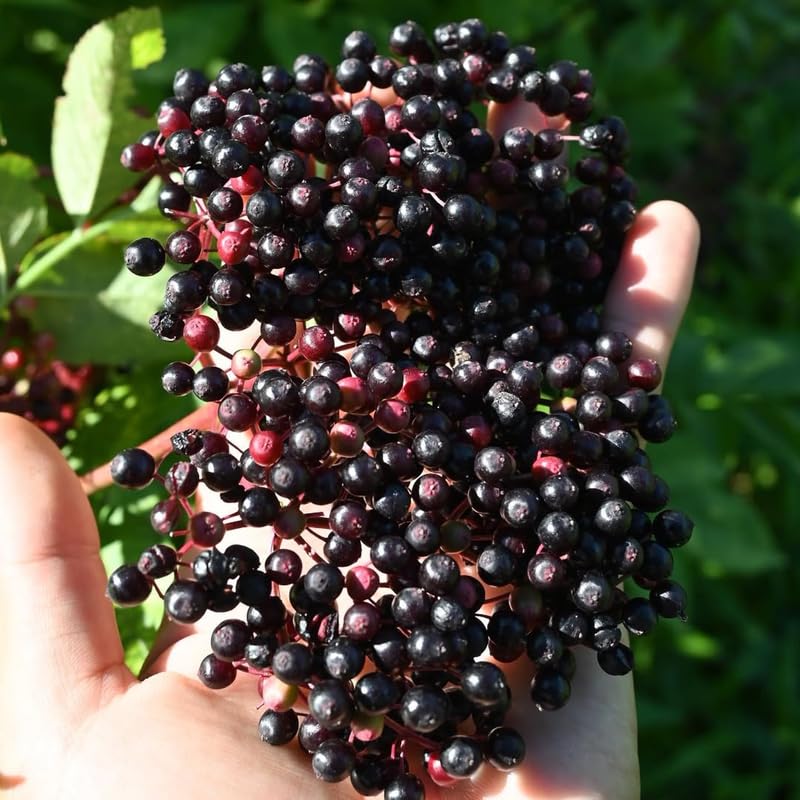 Elderberry Plants Live for Planting, 1 Year Old Tree, Dormant, Cold Hardy, Elderberry Bushes, 6-12", Quart Pot Size