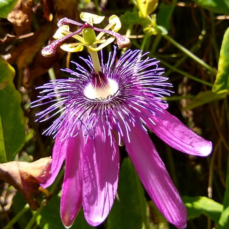 Lavender Passion Flower Plant Live, Passiflora Vine for Garden, 4-8" Tall, Hardy Flowering Vine for Garden or Trellis