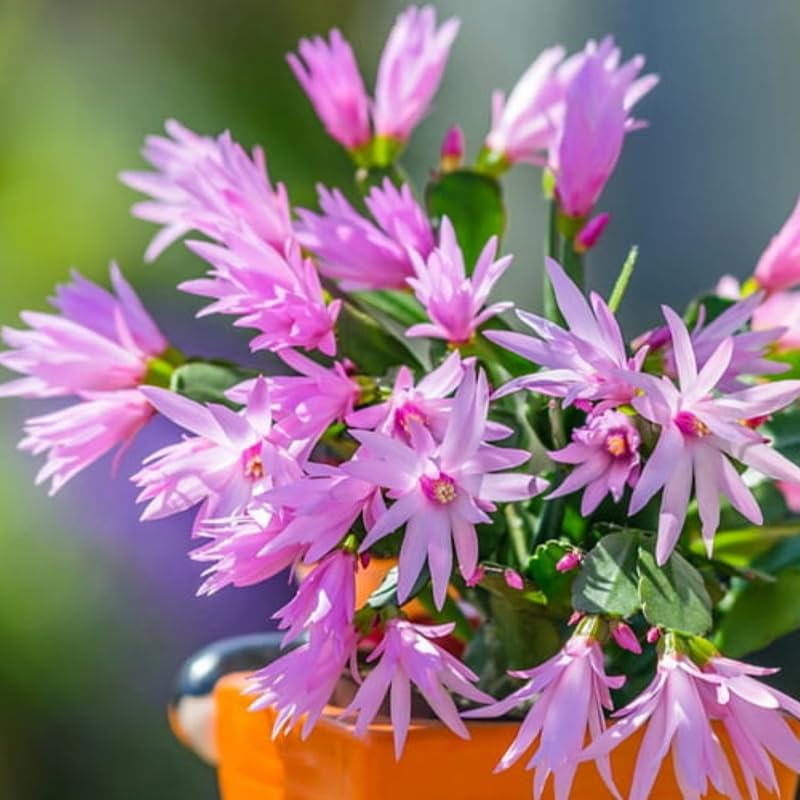Pink Easter Cactus Live Plants, Spring Cactus 4-6 Inch, Houseplant Indoor Planting