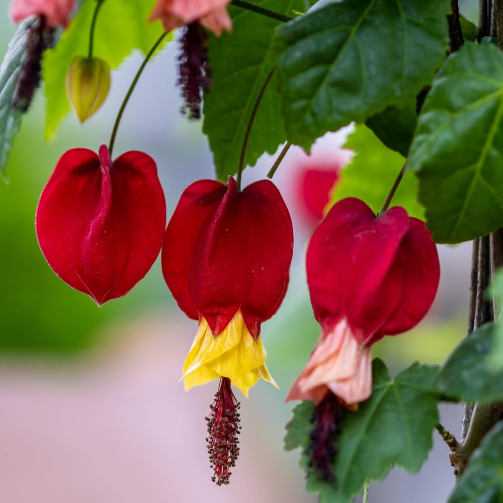 Abutilon Latern Plant Live, Red Abutilon Lantern Trailing Vine Well Rooted Plug 2 to 4 Inches