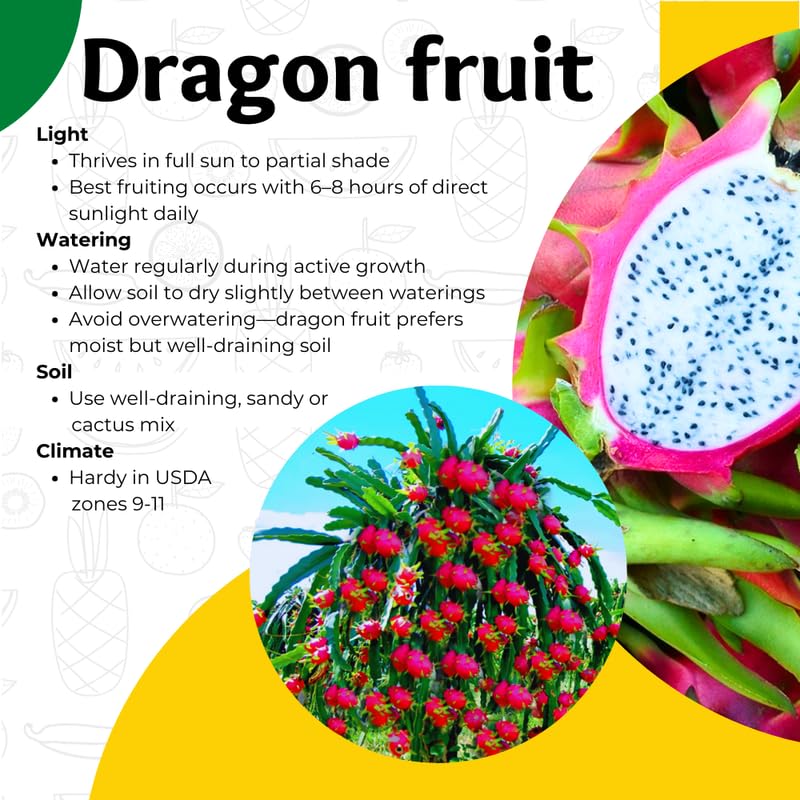 White Dragon Fruit Plant Live, 1 Gallon Potted Plant, Tropical Cactus Fruit Plant