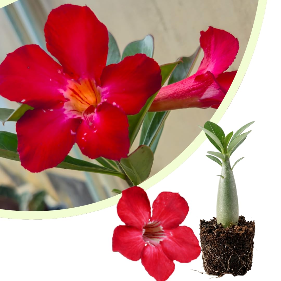 Live Desert Rose Plant, Adenium Obesum Desert Rose, Flowering Succulent, 4-7 Inches Tall for Indoor or Outdoor Planting (Red Desert Rose)