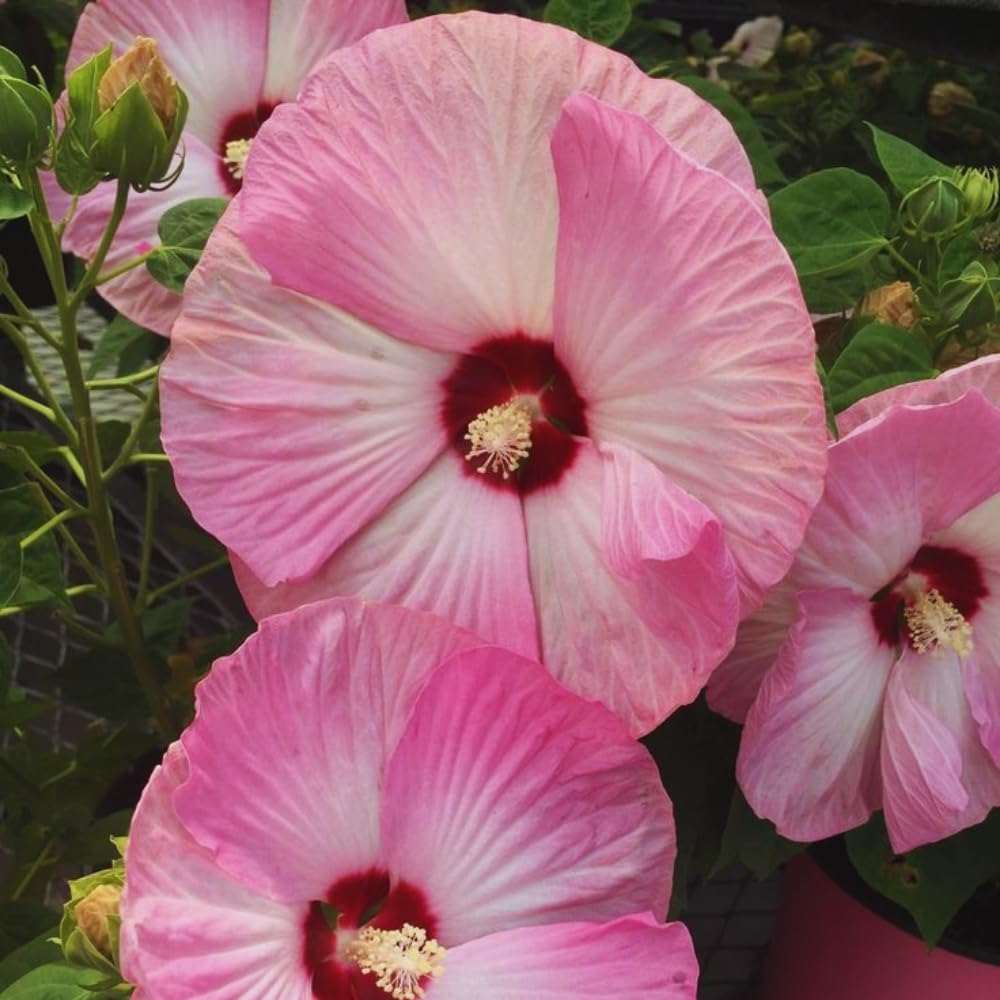 3 Pink Hibiscus Flower Plants, Hibiscus Tree Live Plant, 5 to 8 Inc Tall, Hardy Hibiscus Plants Live, Easy to Plant