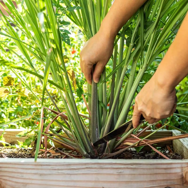 8 Live Lemongrass Stalks 5-9” Tall, Hardy Culinary Herb Plants for Outdoor Growing, Fragrant Lemongrass Plants Live