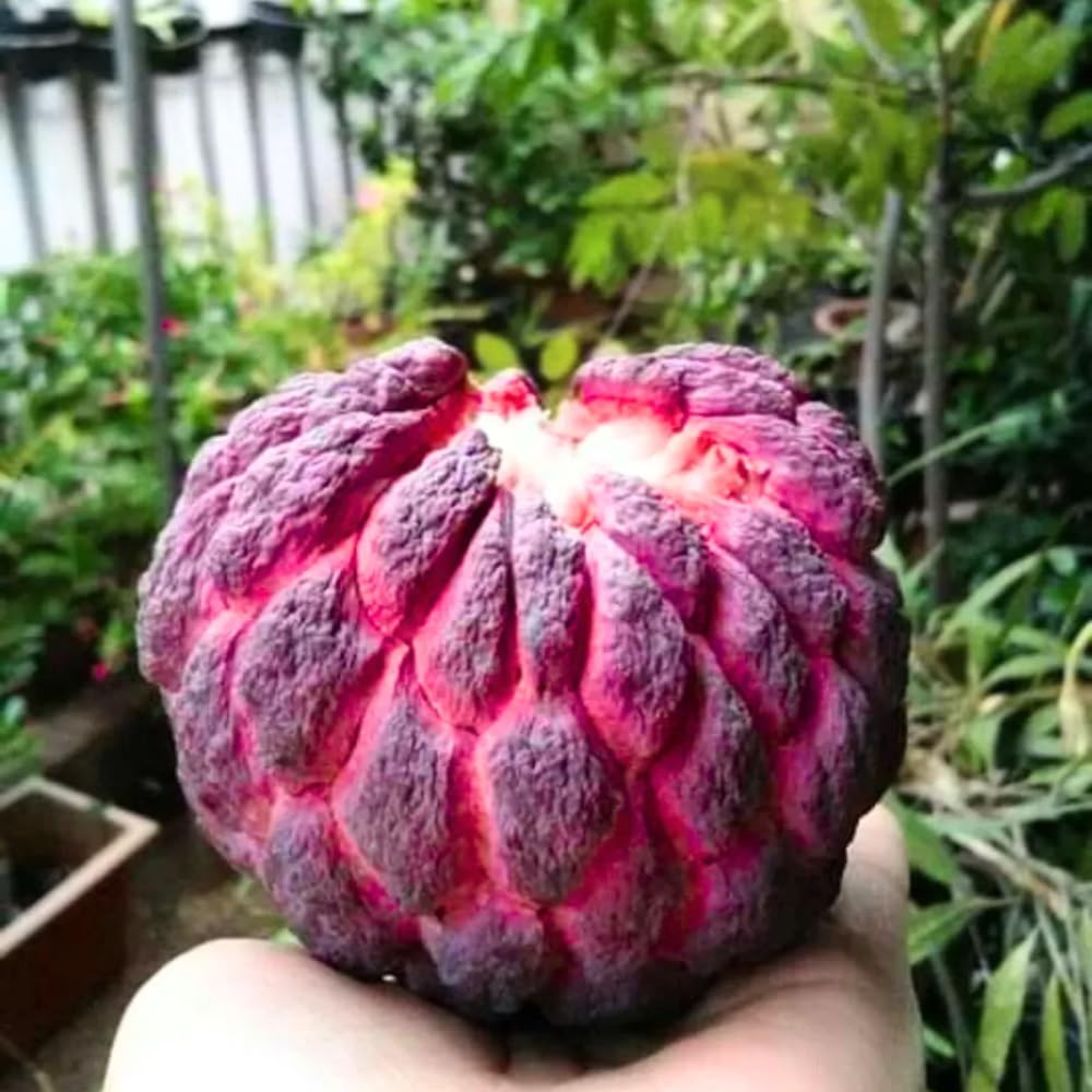 2-3' Tall Red Sugar Apple Tree Live Plant, Tropical Annona Squamosa Sugar Apple Fruit Plant, in 3 Gallon Pot, No Ship to CA