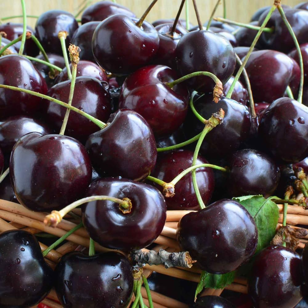 Black Cherry Tree Live Plant, 1-1.5 Feet Tall, Sweet Cherry Fruit Tree, Bareroots, Dormant, Cherries Plant for Outdoor Planting, Home Orchard