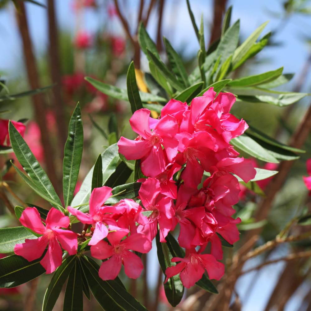 2 Pink Oleander Plants Live, Hardy Flower Plant from 4 to 6 Inches