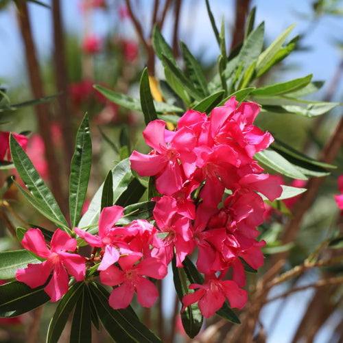 2 Pink Oleander Plants Live, Hardy Flower Plant from 4 to 6 Inches