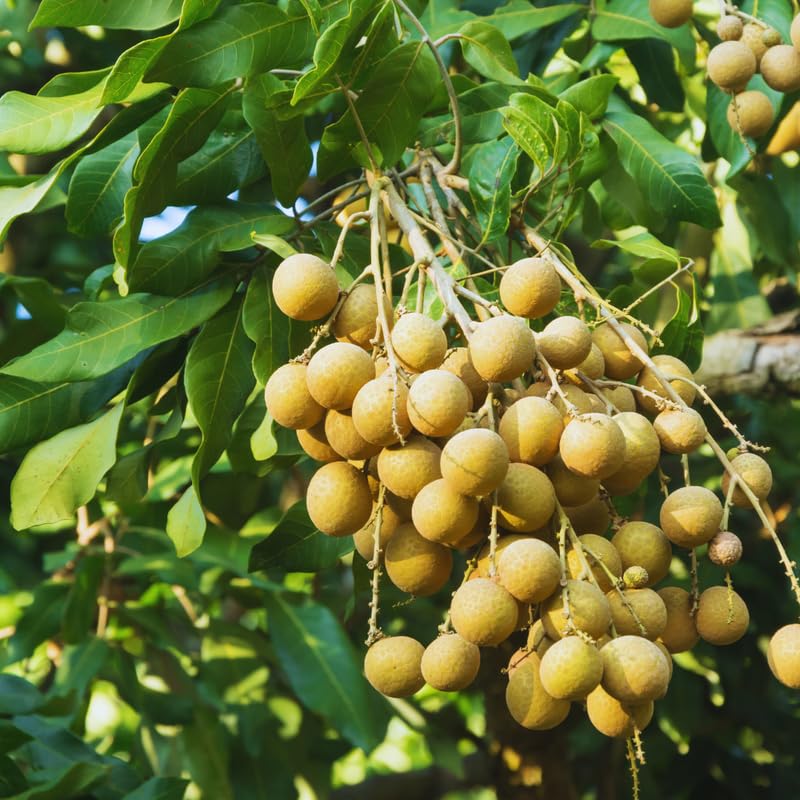 Sweet Longan Tree Live Plant Outdoor, 3 Gallon Pot, Longan Fruit Tree from 2 to 3 Feet in Height No Ship to CA
