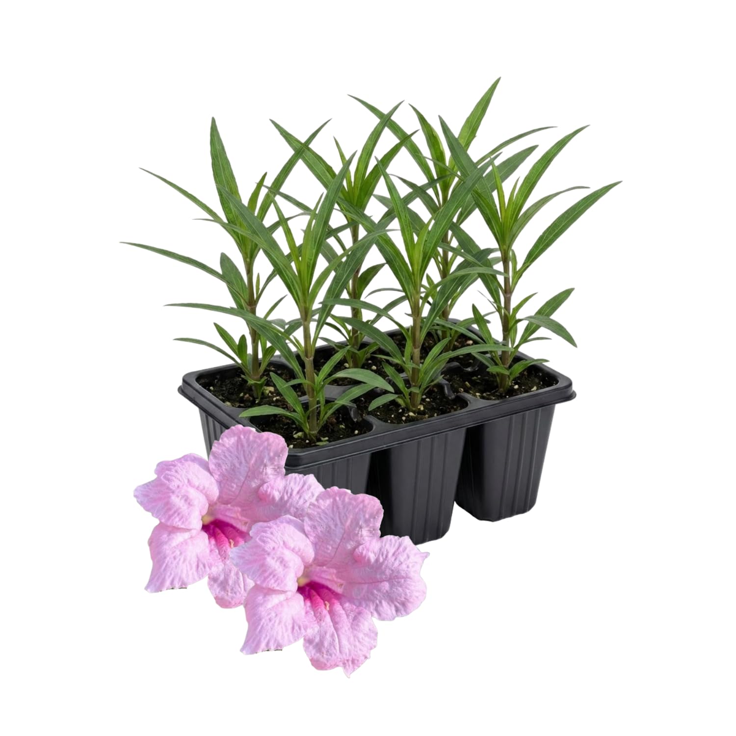 6 Mexican Petunia Live Plants, Vibrant, Low-Maintenance Perennial Flowers, 4-7 Inches, Garden or Containers Growing (Dwarf Pink)