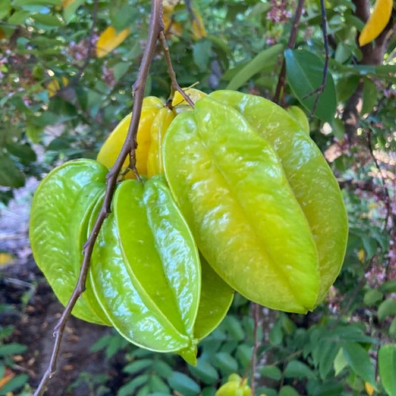 Starfruit Plant in 1 Gallon Pot, 2 Ft Tall Star Fruit Tree Live Carambola Plant Potted, Tropical Fruits Plants for Planting Outdoor, No Ship to CA