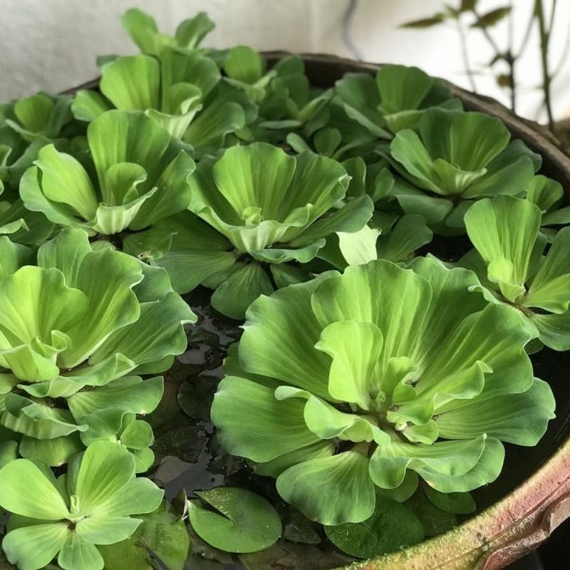 Water Lettuce Live Plant - Large Floating Water Lettuce Plant