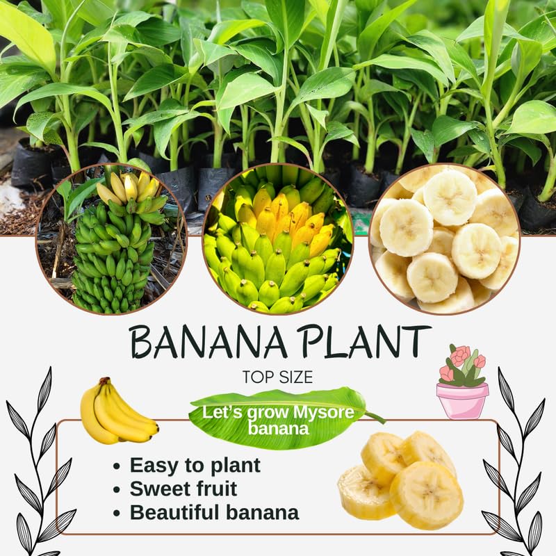 Sweet Tart Banana Tree Live Plant, Cold Hardy Banana Plant Live, Tropical Banana Fruit Seedling, Well Rooted 4-8 Inch Tall