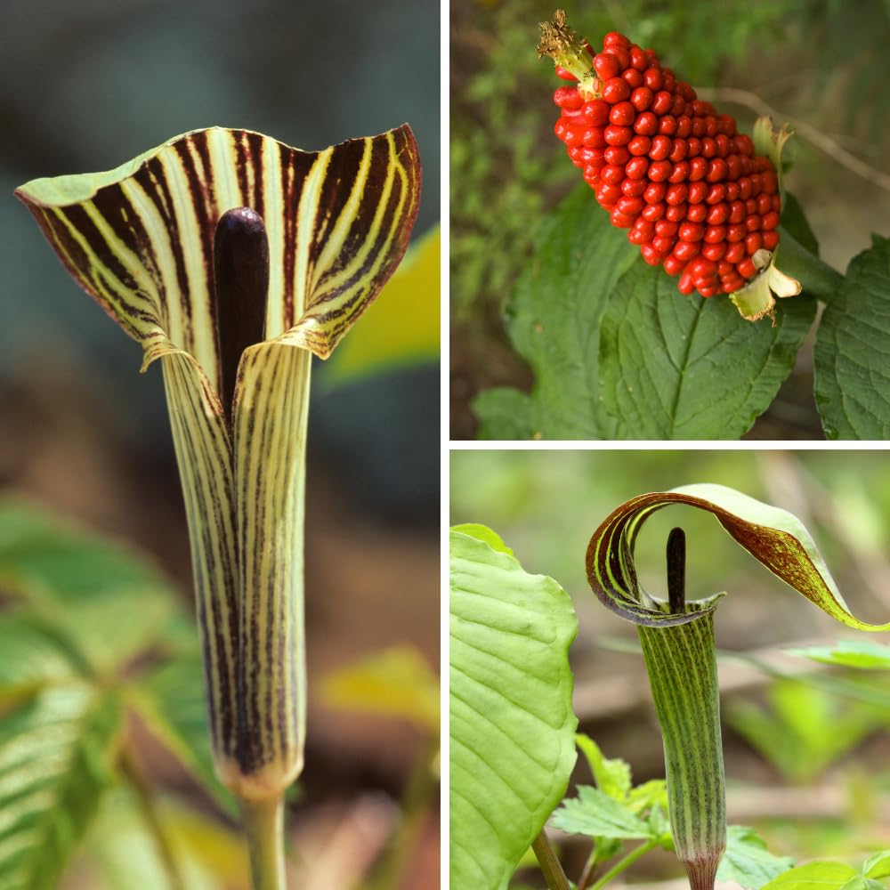 5 Jack in The Pulpit Bulbs for Growing Indoor Oudoor, Tuber Ready to Grow