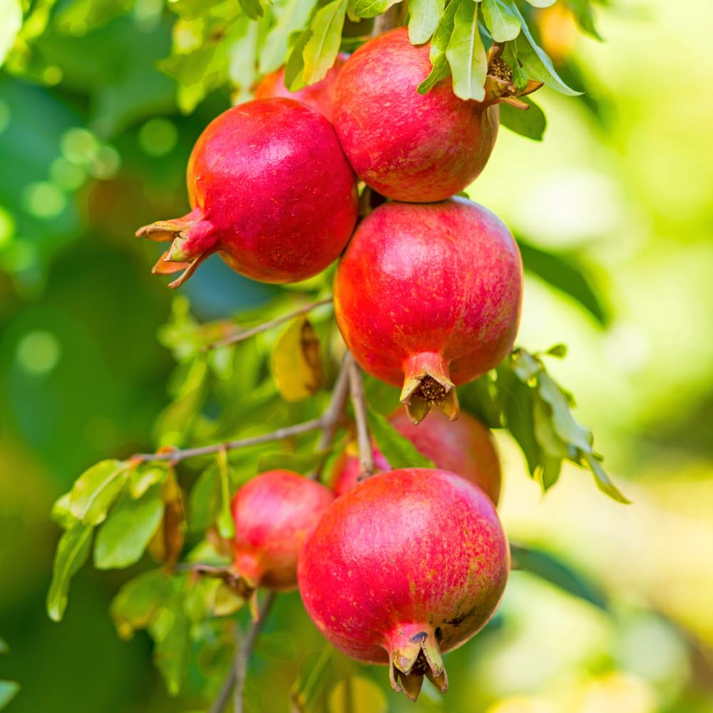 Pomegranate Live Plant in 3 Gallon Pot, 2 Years Old Red Pomegranate Fruit Tree for Outdoor Growing, No Ship to CA