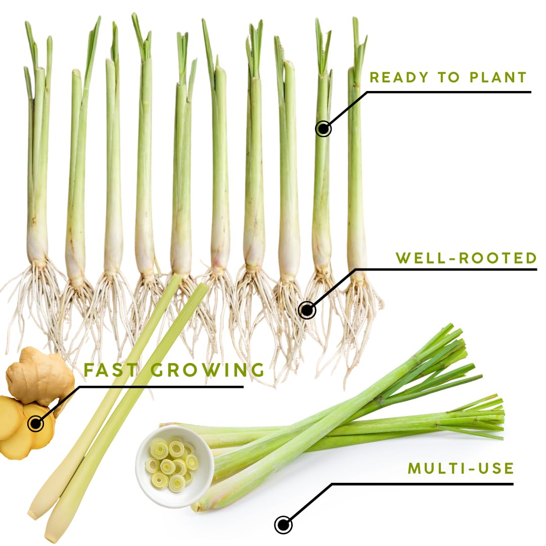 Sets 12 Lemon Grass Live Plants, Well-Rooted Stalks 5-9” Tall, Spring Planting Lemongrass Plants Live for Outdoor, Hardy Culinary Herb, Fragrant Herb