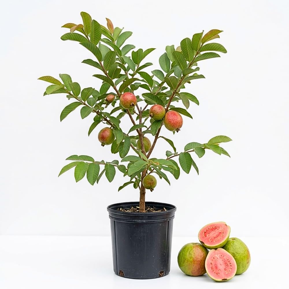 Red Guava Tree Live Plant, Tropical Guava Fruit Tree for Planting, Sweet Fruit, 2-3' Tall in 3 Gallon Pot, No Ship to CA
