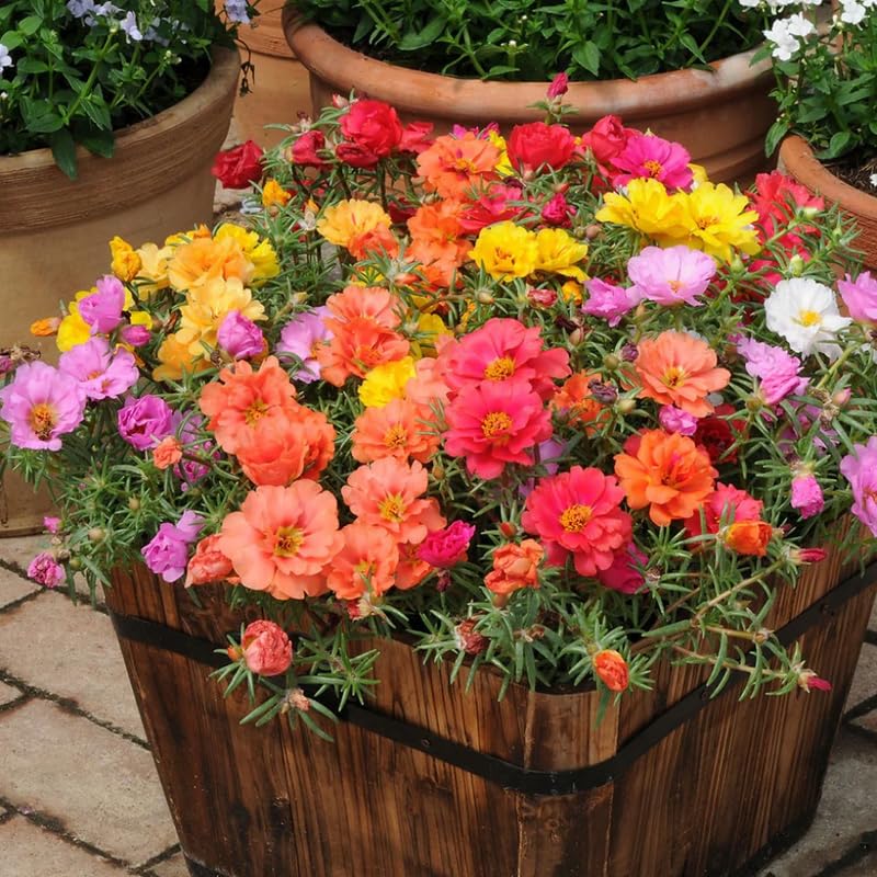 4 Mix Moss Rose Plants Live, Portulaca Ground Cover Flowers, 4-6 Inch Tall Plants for Garden or Containers