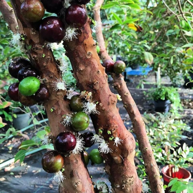 Jaboticaba Tree Live Plant in 3 Gallon Pot, 1 to 2 Feet Tall, Black Jaboticaba Plant for Outdoor Garden or Patio, No Ship to CA