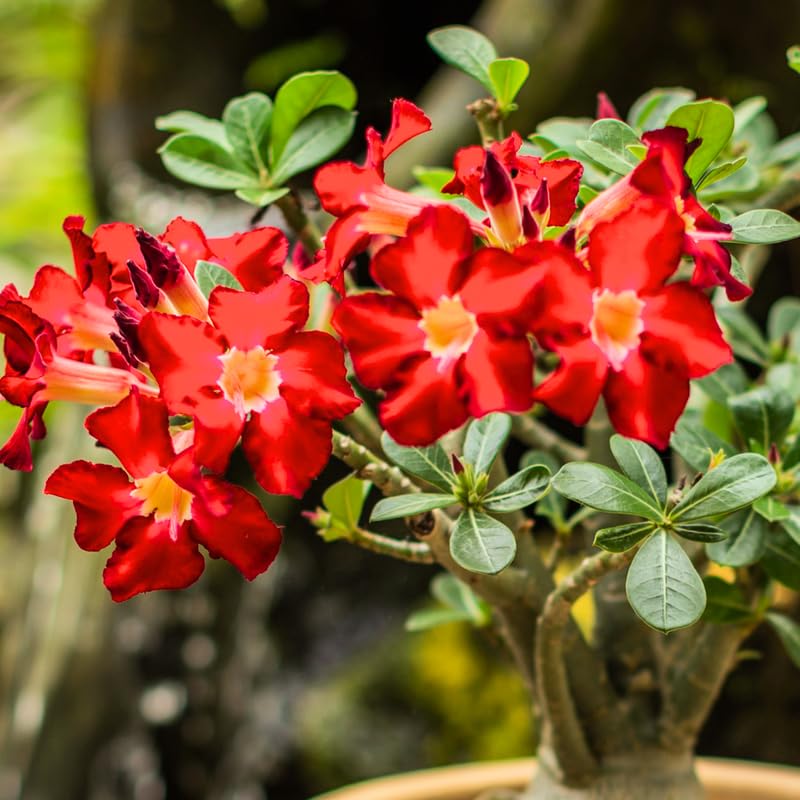 Red Desert Rose Plant Live, Adenium Obesum Desert Rose Succulent Live Plant, 4-8 Inches Tall, Flowering Cactus