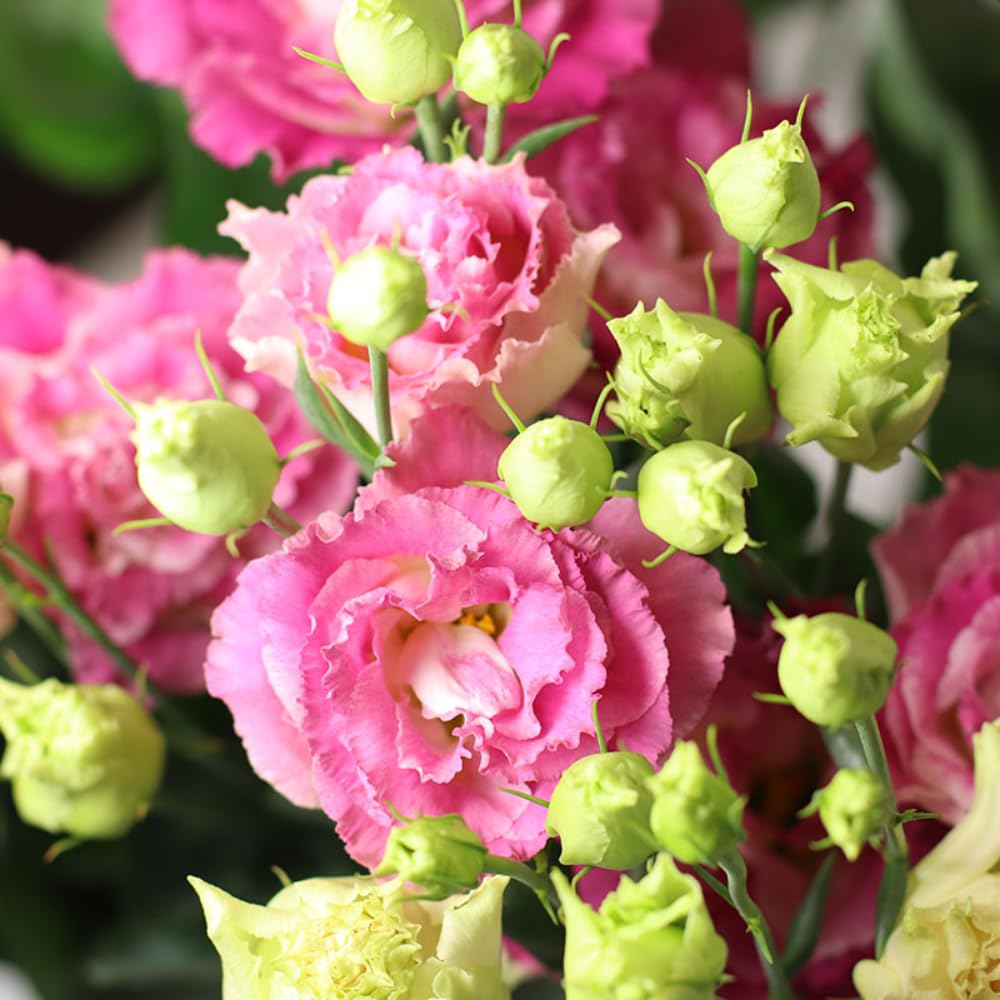 Eustoma Lisianthus Plant Live, Pink Rose Lisianthus Flowers Well Rooted Plug 2-3" Tall, Lisianthus Thornless Roses