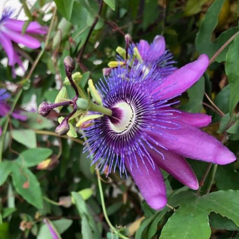 2 Lavender Passion Flower Plants, 4-8'' Tall Red Passiflora Plant Vine for Planting, Vibrant Passion Flower Starter Plant for Home Garden and Containers, Well Rooted to Grow