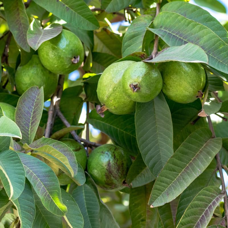 Grafted Thai Guava Tree Live Plant in 3 Gallon Pot, Fragrant and Edible Guava Fruit Bearing Tree from 2 to 3 Feet Height, No Ship to CA