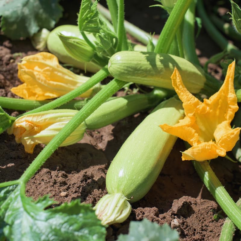 White Squash Seeds, White Zucchini Seeds, Squash Vegetable Seeds for Planting, 75 Seeds