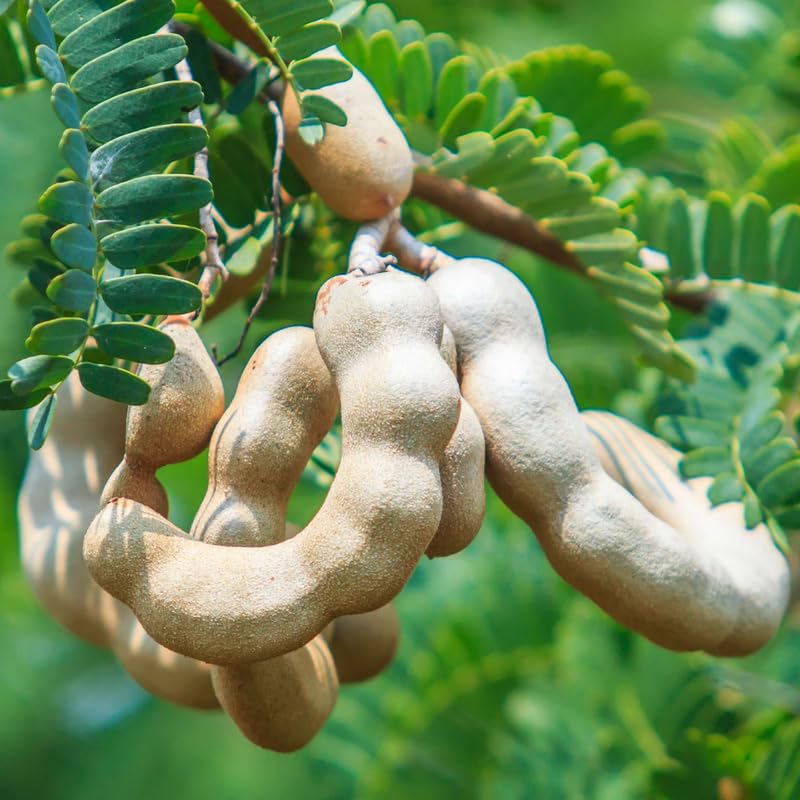 Tamarind Tree Live Plant, Tropical Tamarind Fruit Tree, 2-3 Feet Tall, Fully Rooted in Gallon Pot Ready to Grow