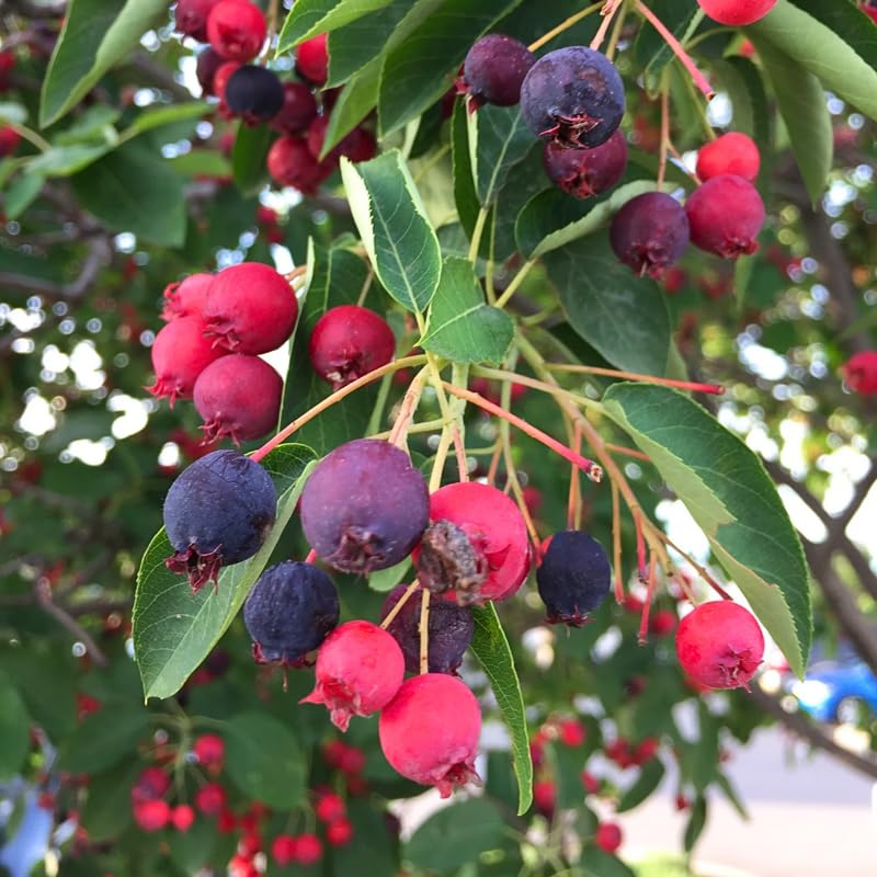Serviceberry Tree Live Plant in Quart Pot, Purple Serviceberry Well Rooted, Hardy Fruit Tree 6-12 Inch