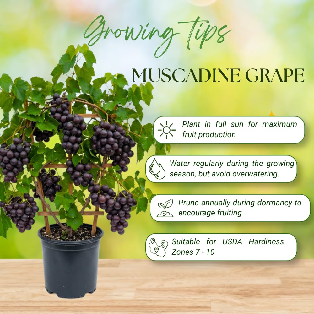 Muscadine Grape Vines Live Plant, 20–24 Inches Tall, Sweet Grapes, Hardy Fruit Vine for Trellis and Backyard Growing, No Ship to CA