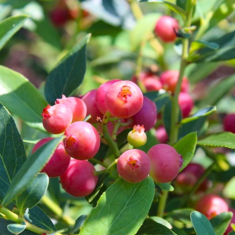 2 Blueberry Bushes Live Plant, 4-6'' Tall Well Rooted Plant, Sweet, High-Yielding, Hardy Blueberries for Garden or Containers (Pink Lemonade Blueberry)