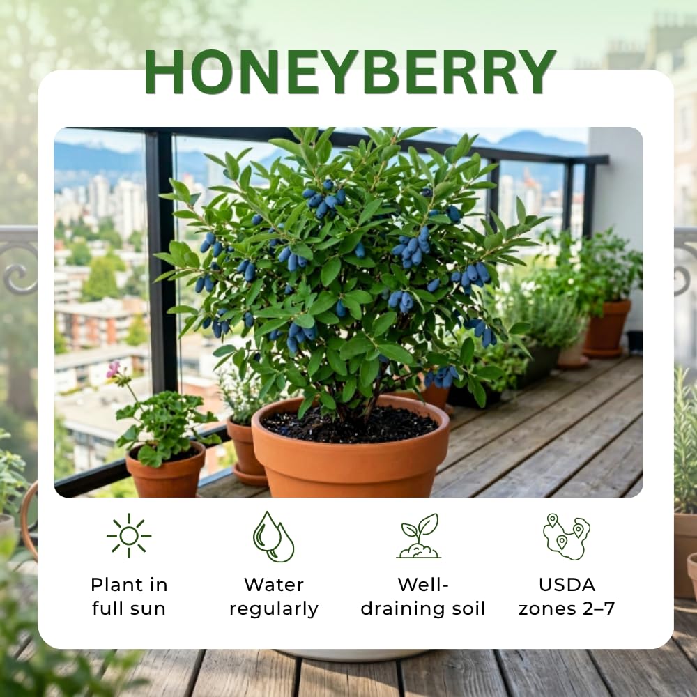 Haskap Plant Live, Edible Berry Bush Plant, 4-8 Inch Tall