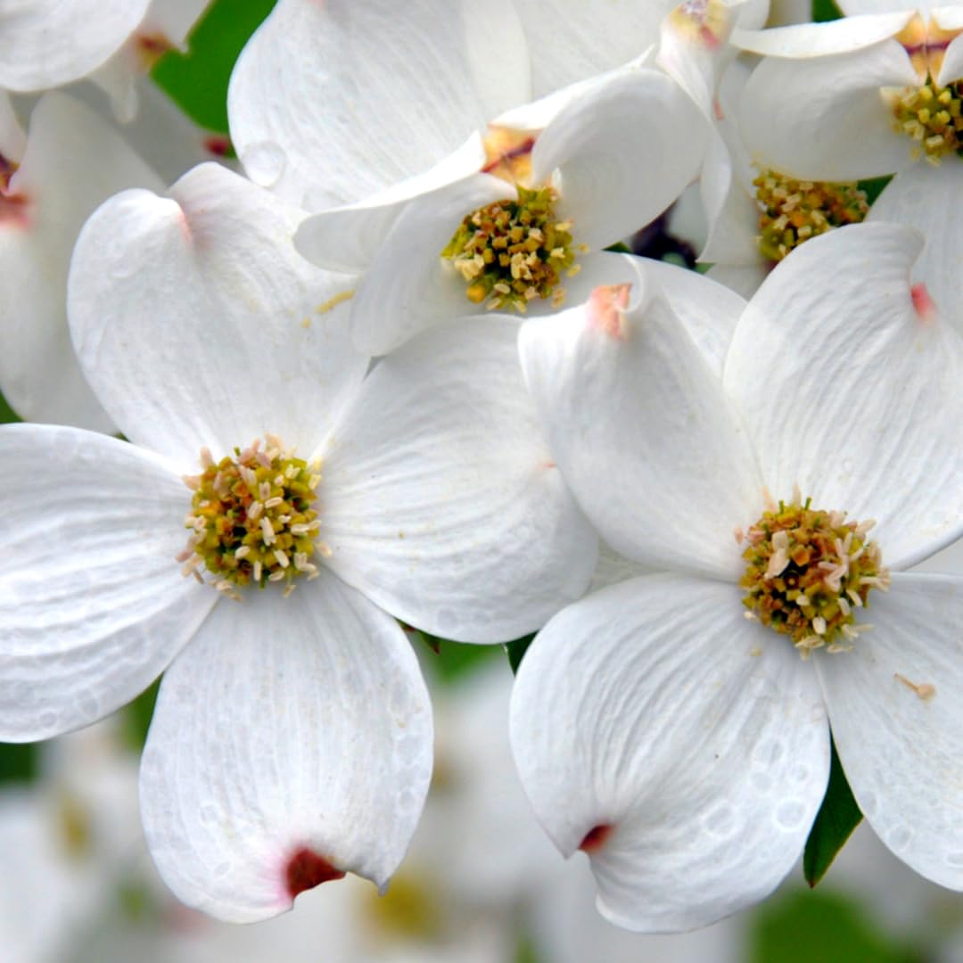 White Dogwood Tree Live Plant, 6"-1 Ft Dormant Bare Root, Flowering Dogwood Plant Well Rooted Cold Hardy Ornamental Trees Plants Outdoor