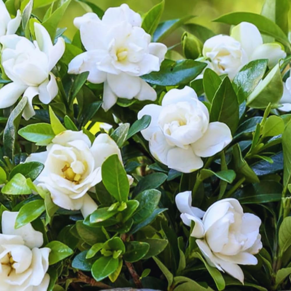 3 Frostproof Cape Jasmine Plants Live, 5 to 8 Inches Tall, Gardenia Jasmine Vine Plant for Gardening and Outdoor Patio
