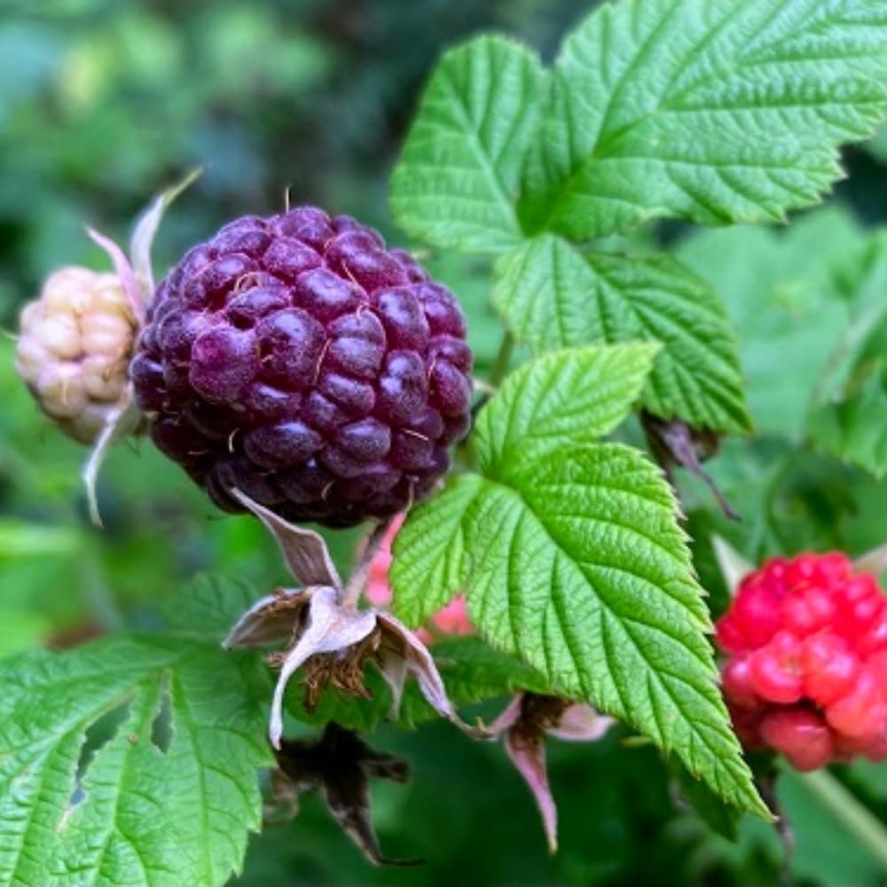 2 Glencoe Thornless Raspberry Plants Live, Sweet Raspberry Bush Shrub to Grow, Well-Rooted 4-8" in Tall, Cold Hardy