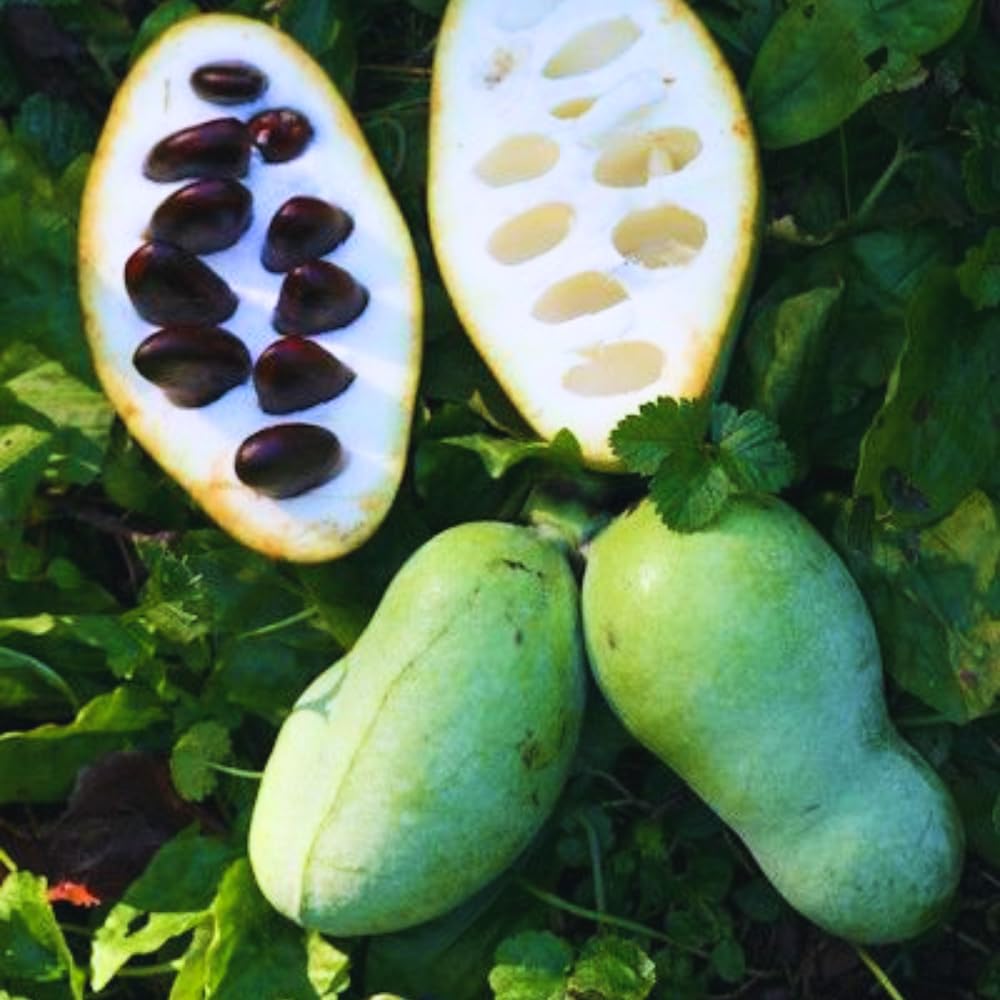 Pawpaw Fruit Tree Live Plant Starter, Common Paw Paw Plant, 6-14" in Tall, Hardy, Sweet Fruit for Planting
