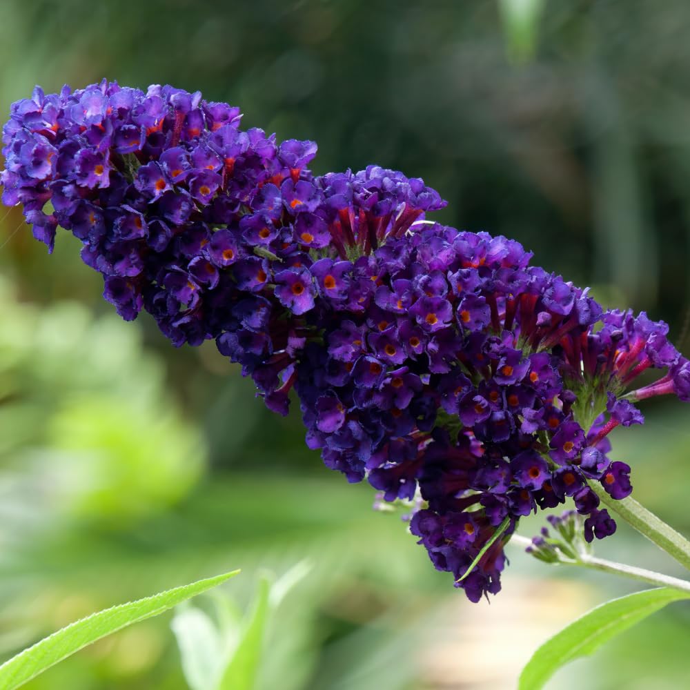 2 Butterfly Bushes Live Plants, Perennial Butterfly Bush for Outdoor Garden, Container Growing 4-7 Inches (Dark Purple)