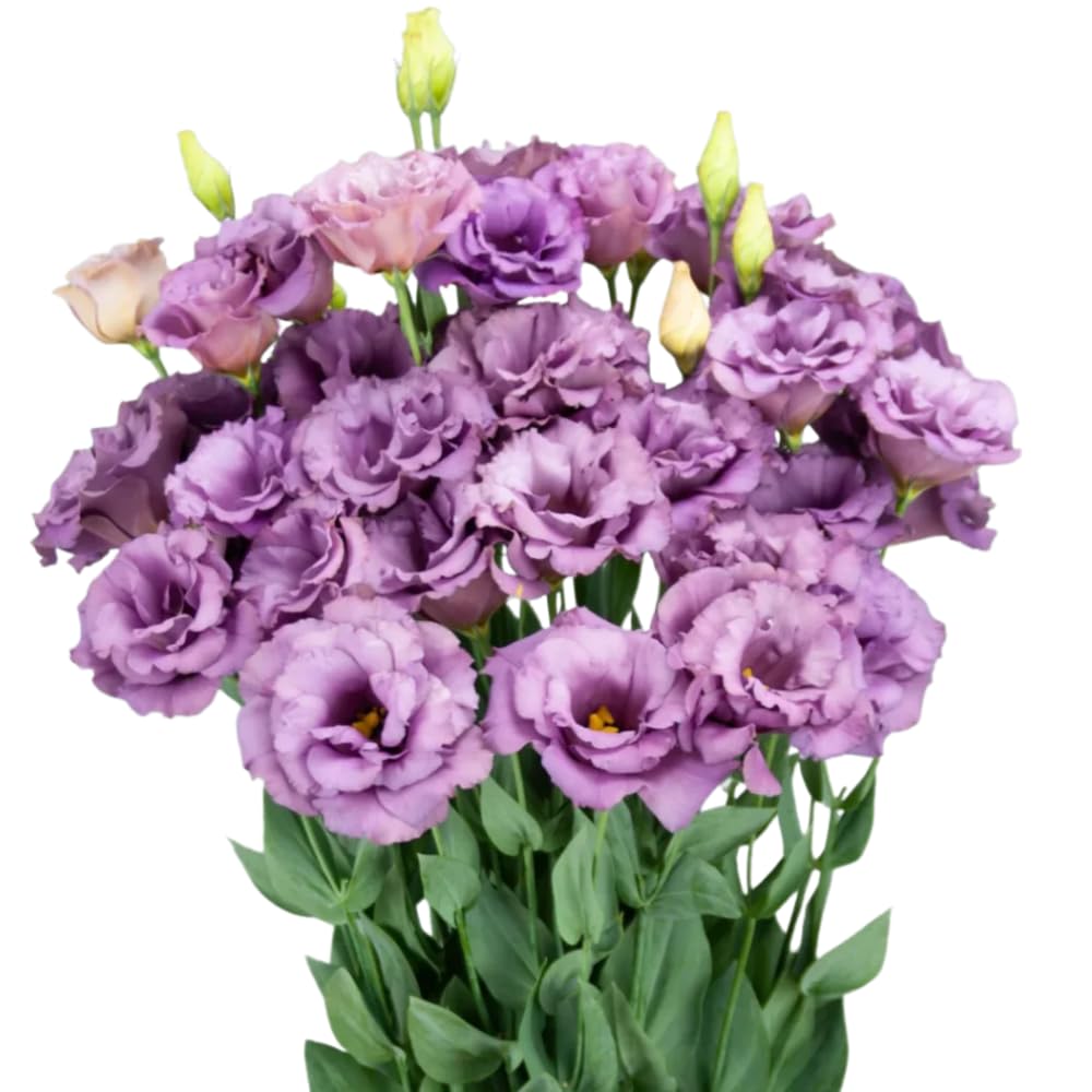2 Eustoma Lisianthus Live Plants, Lisianthus Flowers Seedlings, 2-3 Inch Tall Well-Rooted Plug, Lisianthus Plants (Lilac Lisianthus)