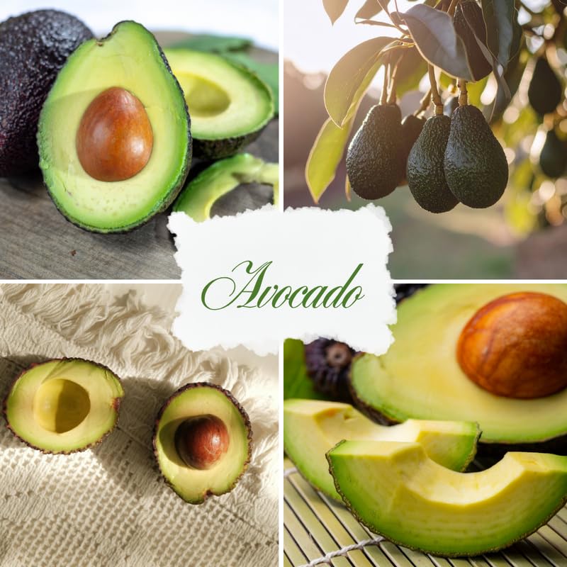 Dark Green Avocado Tree Live Plant in 3 Gallon Pot, 1-2' Tall, Avocado Fruit Tree, Cold Hardy for Planting, No Ship to CA