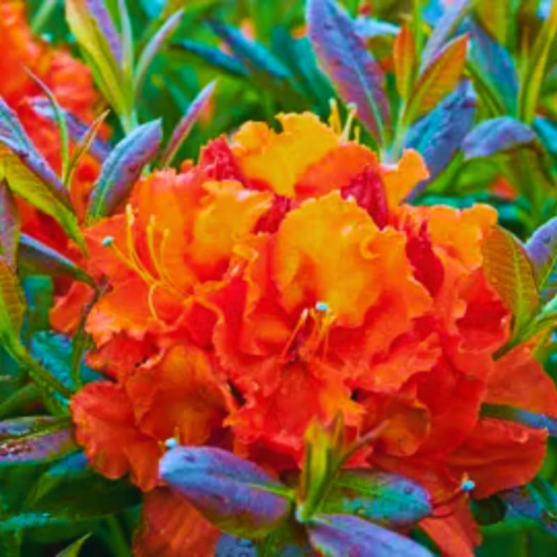 1-2Yrs Old Rhododendron Plants Live in Pot, Rhododendron Azale Bush Shrub Tree Plant, Orange-Red Blossoms