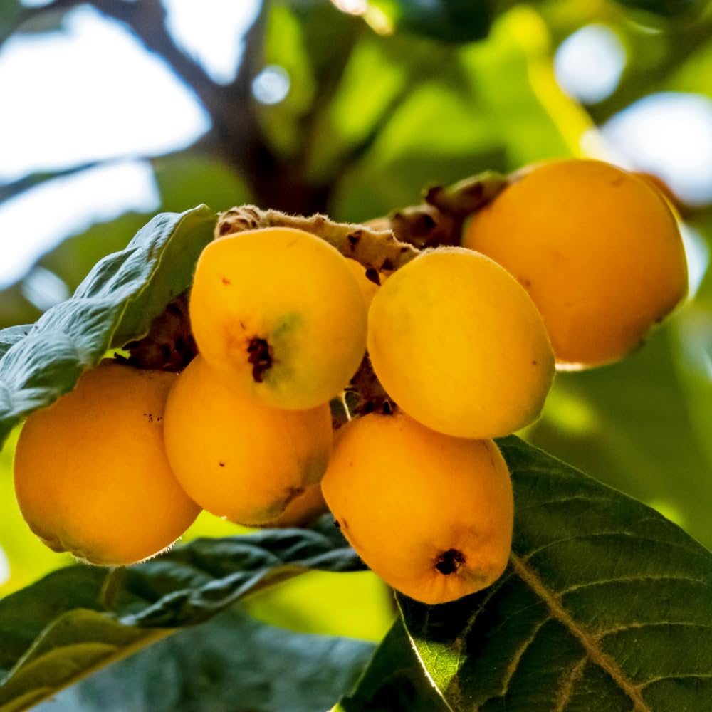 Golden Loquat Tree Plant Live, Loquat Fruit Live Plant, 3 Gallon Pot, Sweet Fruit Garden Outdoor, No Ship to CA