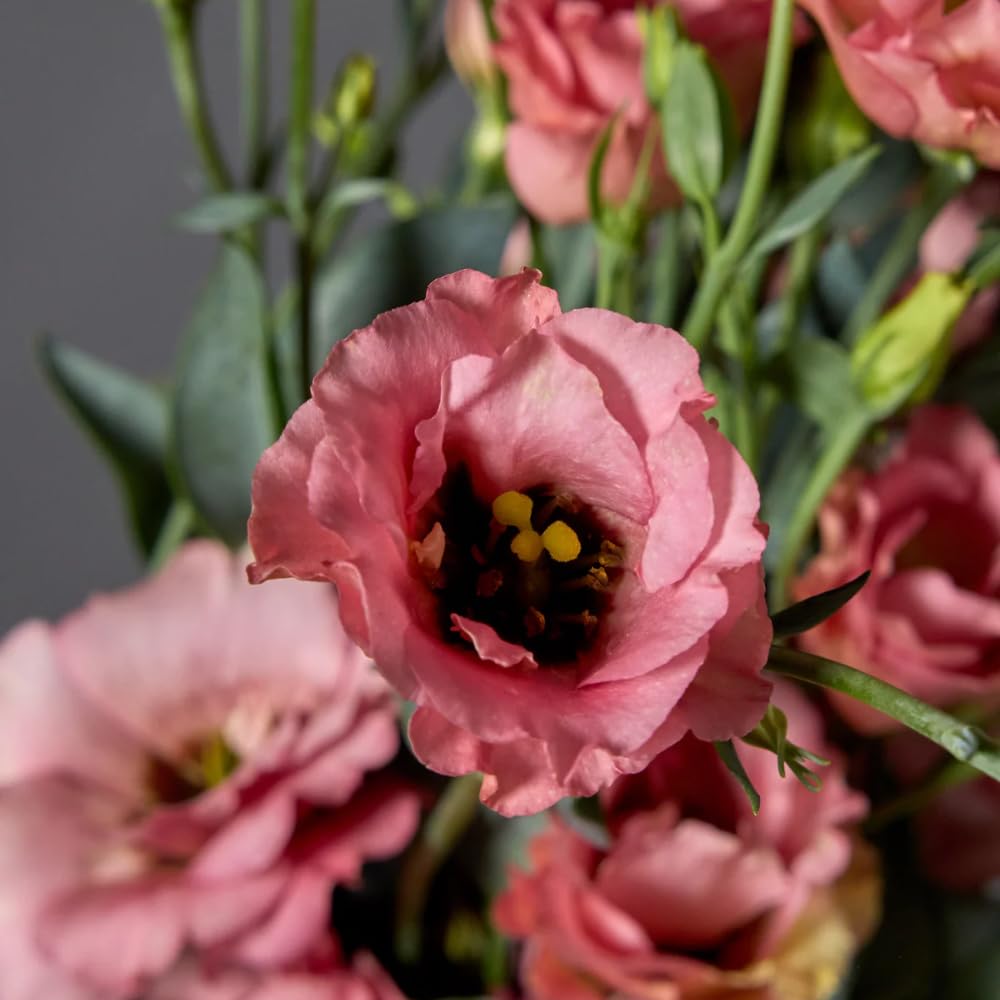 2 Eustoma Lisianthus Live Plants, Lisianthus Flowers Seedlings, 2-3 Inch Tall Well-Rooted Plug, Lisianthus Plants (Deep Apricot Lisianthus)