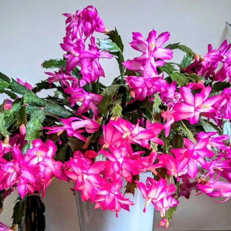 3 Pink Christmas Cactus Plants Live, Thanksgiving Cactus Easter Cactus Live Plants, 4-8 Inch Height, Holiday Blooms for Outdoor Spaces, No Pot, Bareroots