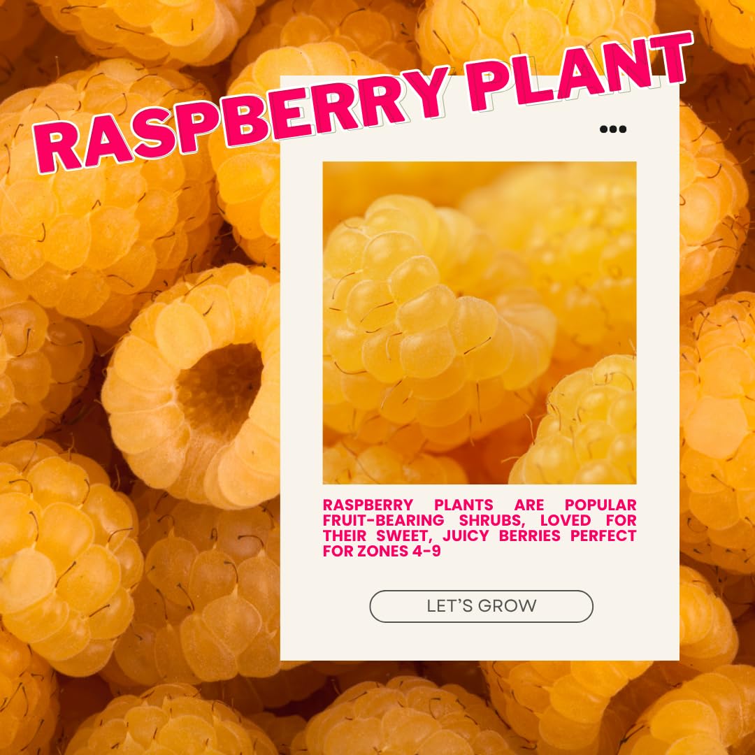4 Fall Gold Raspberry Plants Live, 5-9 Inch Tall, Raspberry Fruit Trees for Outdoor Growing, Raspberry Seedling