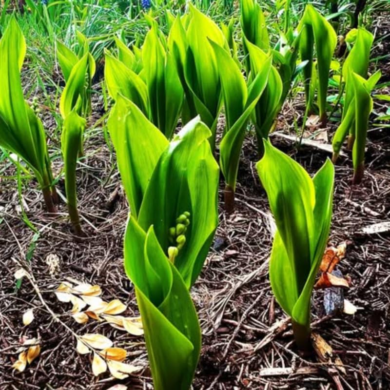 10 Lily of The Valley Bareroot, Lily of The Valley Bulbs, Flower Plant Bare Roots for Growing Indoor Outdoor