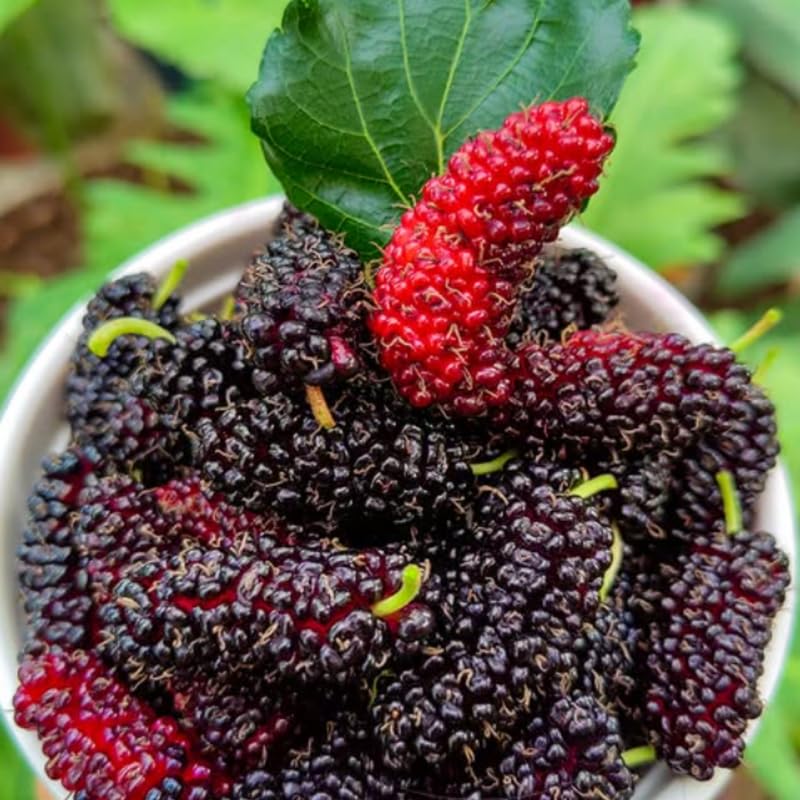 Illinois Mulberry Tree Live Plant, Hardy Mulberry Fruit Tree for Planting Indoor Outdoor, Sweet Mulberries Tree Well Rooted 4-8'' Tall