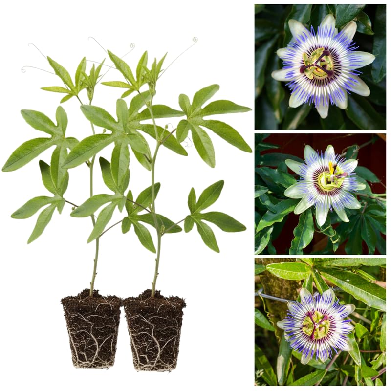 2 Blue White Passion Flower Plants, 4-8'' Tall Red Passiflora Plant Vine for Planting, Vibrant Passion Flower Starter Plant for Home Garden and Containers, Well Rooted to Grow